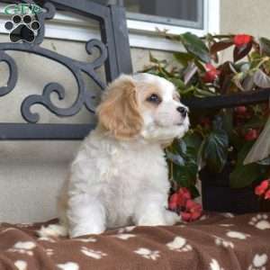Rex, Cavachon Puppy